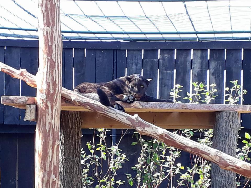 Wojciechow Osrodek Bialy Lew Bed & Breakfast エクステリア 写真